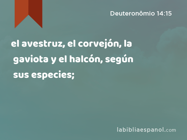 el avestruz, el corvejón, la gaviota y el halcón, según sus especies; - Deuteronômio 14:15