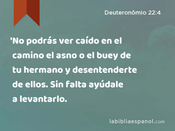 'No podrás ver caído en el camino el asno o el buey de tu hermano y desentenderte de ellos. Sin falta ayúdale a levantarlo. - Deuteronômio 22:4