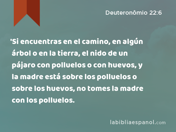 'Si encuentras en el camino, en algún árbol o en la tierra, el nido de un pájaro con polluelos o con huevos, y la madre está sobre los polluelos o sobre los huevos, no tomes la madre con los polluelos. - Deuteronômio 22:6