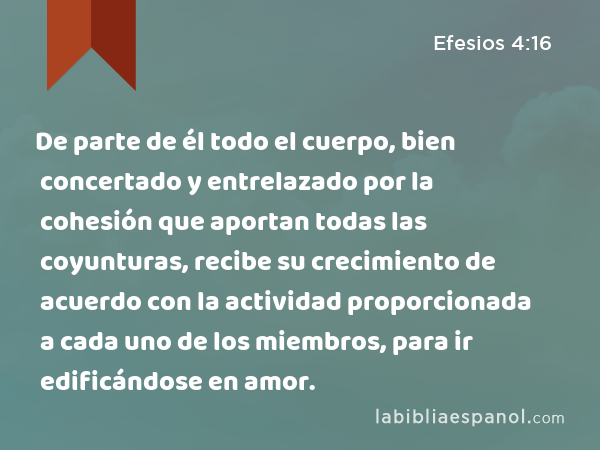 De parte de él todo el cuerpo, bien concertado y entrelazado por la cohesión que aportan todas las coyunturas, recibe su crecimiento de acuerdo con la actividad proporcionada a cada uno de los miembros, para ir edificándose en amor. - Efesios 4:16