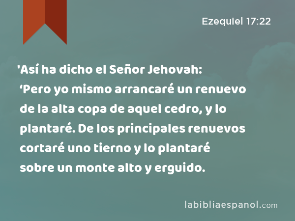 'Así ha dicho el Señor Jehovah: ‘Pero yo mismo arrancaré un renuevo de la alta copa de aquel cedro, y lo plantaré. De los principales renuevos cortaré uno tierno y lo plantaré sobre un monte alto y erguido. - Ezequiel 17:22