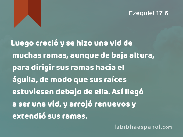 Luego creció y se hizo una vid de muchas ramas, aunque de baja altura, para dirigir sus ramas hacia el águila, de modo que sus raíces estuviesen debajo de ella. Así llegó a ser una vid, y arrojó renuevos y extendió sus ramas. - Ezequiel 17:6