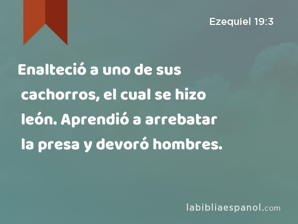 Enalteció a uno de sus cachorros, el cual se hizo león. Aprendió a arrebatar la presa y devoró hombres. - Ezequiel 19:3