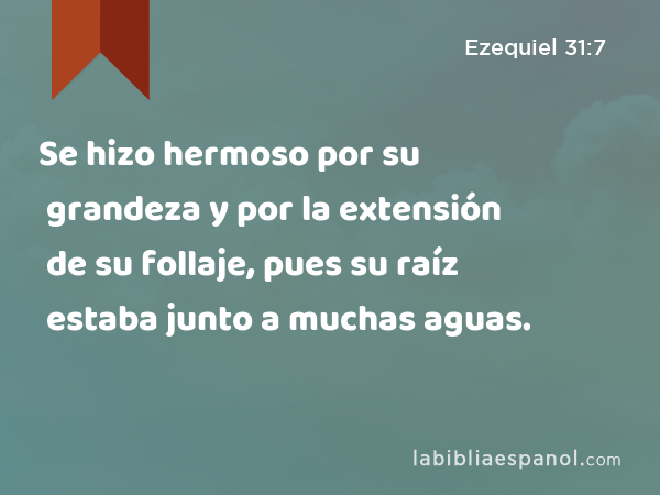 Se hizo hermoso por su grandeza y por la extensión de su follaje, pues su raíz estaba junto a muchas aguas. - Ezequiel 31:7