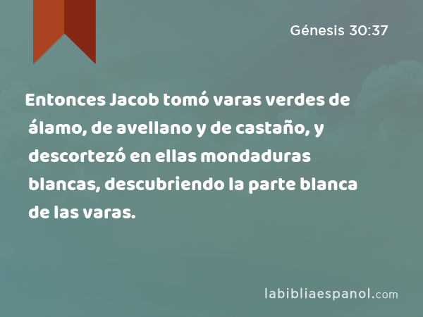 Entonces Jacob tomó varas verdes de álamo, de avellano y de castaño, y descortezó en ellas mondaduras blancas, descubriendo la parte blanca de las varas. - Génesis 30:37