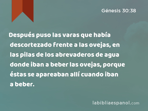 Después puso las varas que había descortezado frente a las ovejas, en las pilas de los abrevaderos de agua donde iban a beber las ovejas, porque éstas se apareaban allí cuando iban a beber. - Génesis 30:38