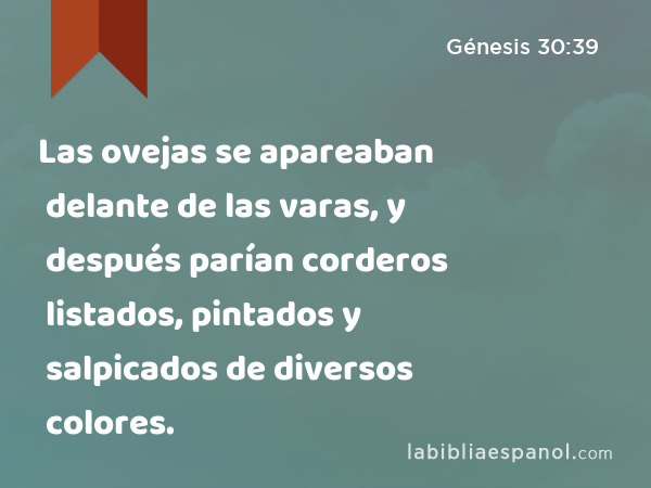 Las ovejas se apareaban delante de las varas, y después parían corderos listados, pintados y salpicados de diversos colores. - Génesis 30:39