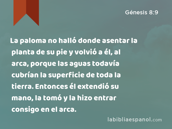 La paloma no halló donde asentar la planta de su pie y volvió a él, al arca, porque las aguas todavía cubrían la superficie de toda la tierra. Entonces él extendió su mano, la tomó y la hizo entrar consigo en el arca. - Génesis 8:9