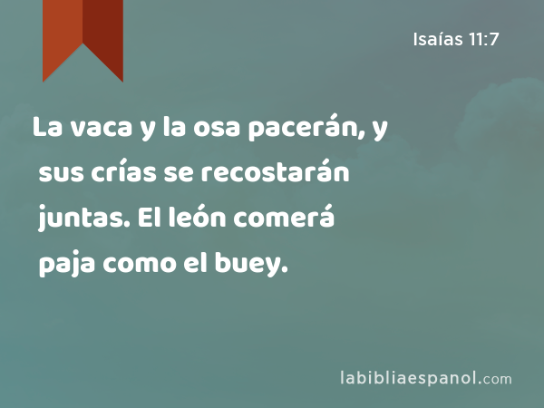 La vaca y la osa pacerán, y sus crías se recostarán juntas. El león comerá paja como el buey. - Isaías 11:7