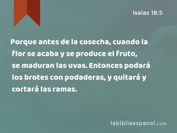 Porque antes de la cosecha, cuando la flor se acaba y se produce el fruto, se maduran las uvas. Entonces podará los brotes con podaderas, y quitará y cortará las ramas. - Isaías 18:5