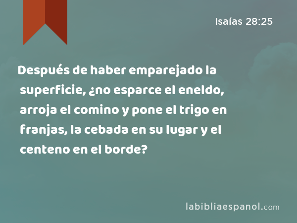 Después de haber emparejado la superficie, ¿no esparce el eneldo, arroja el comino y pone el trigo en franjas, la cebada en su lugar y el centeno en el borde? - Isaías 28:25