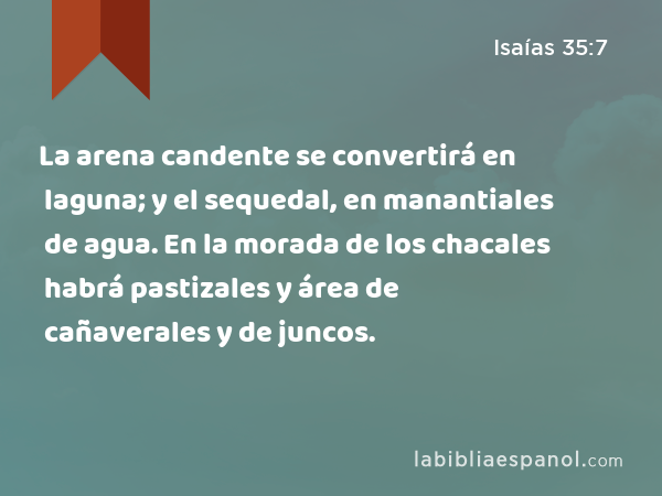 La arena candente se convertirá en laguna; y el sequedal, en manantiales de agua. En la morada de los chacales habrá pastizales y área de cañaverales y de juncos. - Isaías 35:7