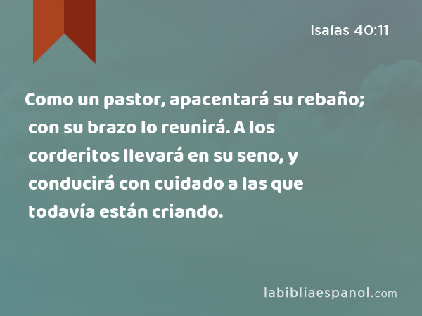 Como un pastor, apacentará su rebaño; con su brazo lo reunirá. A los corderitos llevará en su seno, y conducirá con cuidado a las que todavía están criando. - Isaías 40:11