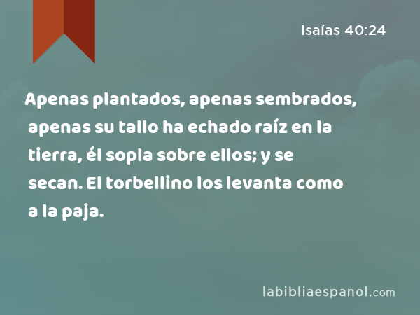 Apenas plantados, apenas sembrados, apenas su tallo ha echado raíz en la tierra, él sopla sobre ellos; y se secan. El torbellino los levanta como a la paja. - Isaías 40:24