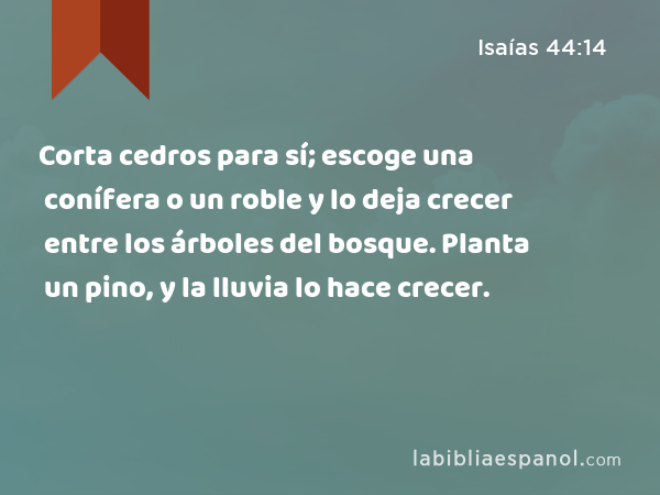 Corta cedros para sí; escoge una conífera o un roble y lo deja crecer entre los árboles del bosque. Planta un pino, y la lluvia lo hace crecer. - Isaías 44:14