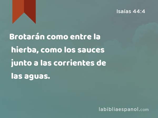 Brotarán como entre la hierba, como los sauces junto a las corrientes de las aguas. - Isaías 44:4