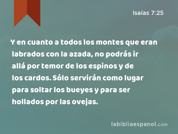 Y en cuanto a todos los montes que eran labrados con la azada, no podrás ir allá por temor de los espinos y de los cardos. Sólo servirán como lugar para soltar los bueyes y para ser hollados por las ovejas. - Isaías 7:25