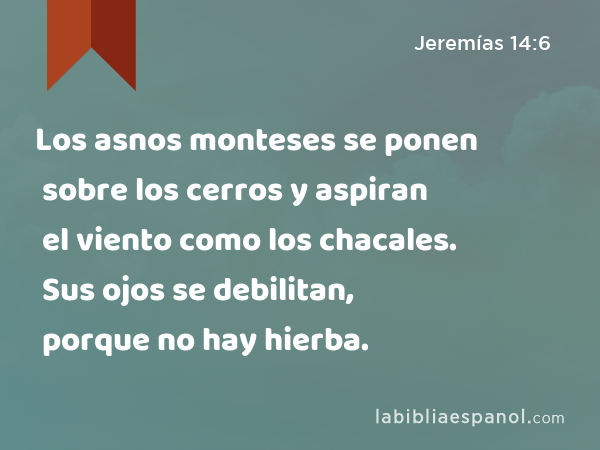 Los asnos monteses se ponen sobre los cerros y aspiran el viento como los chacales. Sus ojos se debilitan, porque no hay hierba. - Jeremías 14:6