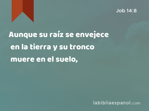 Aunque su raíz se envejece en la tierra y su tronco muere en el suelo, - Job 14:8