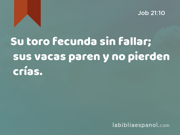 Su toro fecunda sin fallar; sus vacas paren y no pierden crías. - Job 21:10