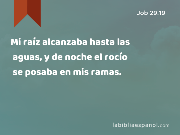 Mi raíz alcanzaba hasta las aguas, y de noche el rocío se posaba en mis ramas. - Job 29:19