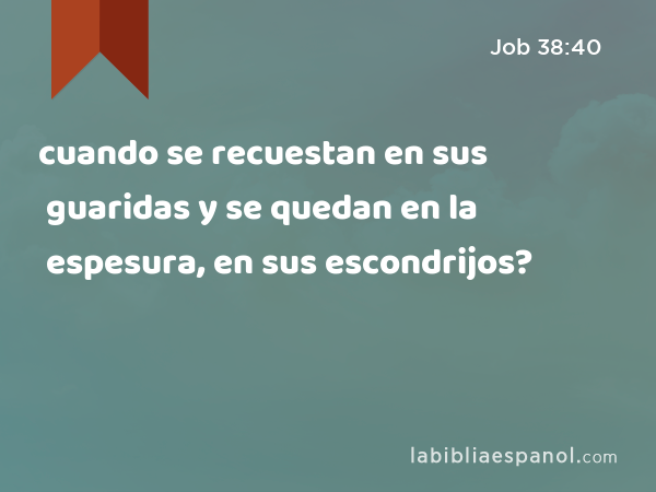 cuando se recuestan en sus guaridas y se quedan en la espesura, en sus escondrijos? - Job 38:40