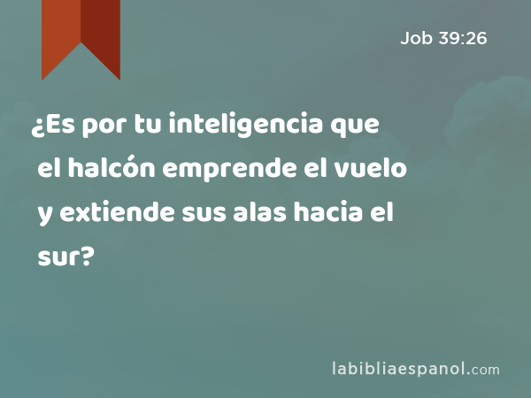 ¿Es por tu inteligencia que el halcón emprende el vuelo y extiende sus alas hacia el sur? - Job 39:26