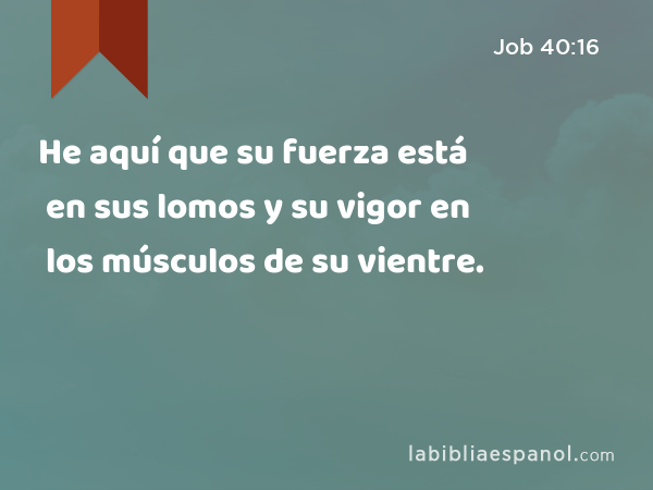 He aquí que su fuerza está en sus lomos y su vigor en los músculos de su vientre. - Job 40:16