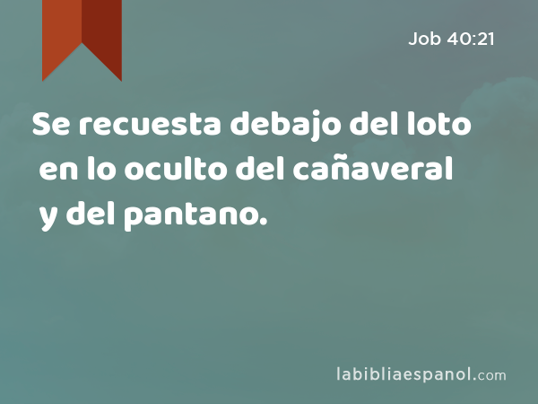 Se recuesta debajo del loto en lo oculto del cañaveral y del pantano. - Job 40:21