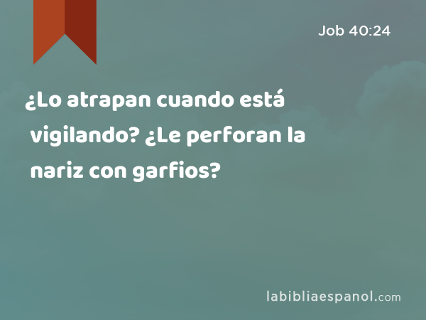 ¿Lo atrapan cuando está vigilando? ¿Le perforan la nariz con garfios? - Job 40:24