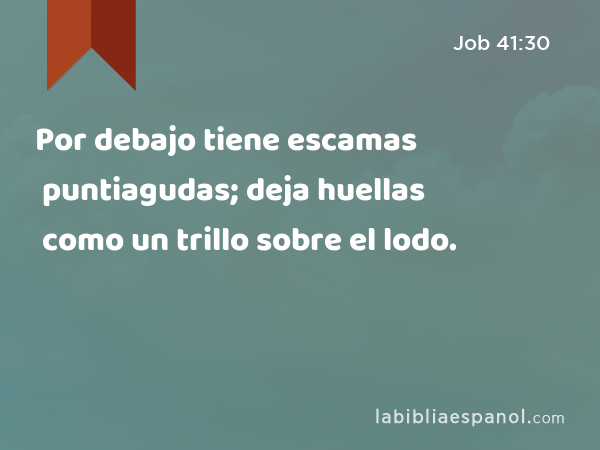 Por debajo tiene escamas puntiagudas; deja huellas como un trillo sobre el lodo. - Job 41:30