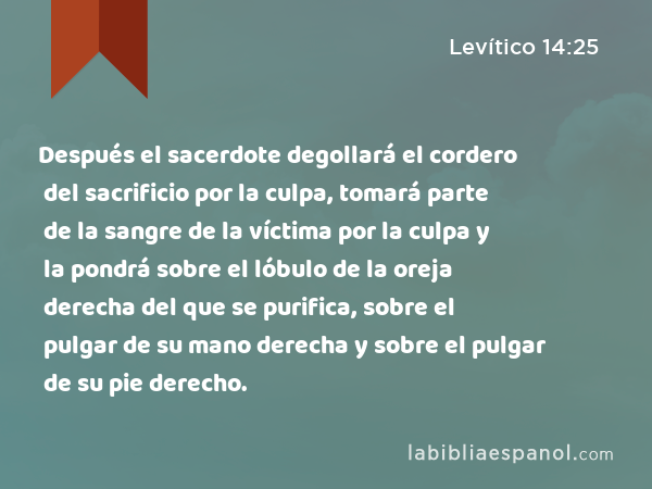 Después el sacerdote degollará el cordero del sacrificio por la culpa, tomará parte de la sangre de la víctima por la culpa y la pondrá sobre el lóbulo de la oreja derecha del que se purifica, sobre el pulgar de su mano derecha y sobre el pulgar de su pie derecho. - Levítico 14:25