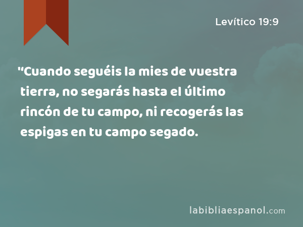 '‘Cuando seguéis la mies de vuestra tierra, no segarás hasta el último rincón de tu campo, ni recogerás las espigas en tu campo segado. - Levítico 19:9