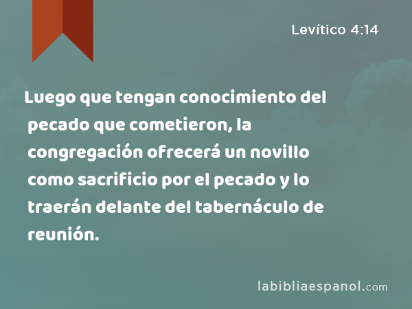 Luego que tengan conocimiento del pecado que cometieron, la congregación ofrecerá un novillo como sacrificio por el pecado y lo traerán delante del tabernáculo de reunión. - Levítico 4:14