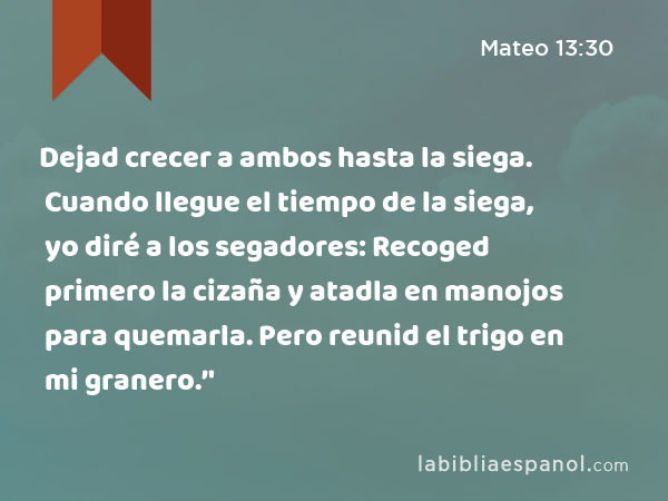 Dejad crecer a ambos hasta la siega. Cuando llegue el tiempo de la siega, yo diré a los segadores: Recoged primero la cizaña y atadla en manojos para quemarla. Pero reunid el trigo en mi granero.’' - Mateo 13:30