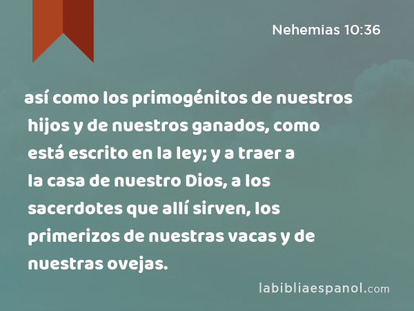 así como los primogénitos de nuestros hijos y de nuestros ganados, como está escrito en la ley; y a traer a la casa de nuestro Dios, a los sacerdotes que allí sirven, los primerizos de nuestras vacas y de nuestras ovejas. - Nehemias 10:36