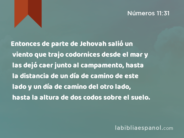 Entonces de parte de Jehovah salió un viento que trajo codornices desde el mar y las dejó caer junto al campamento, hasta la distancia de un día de camino de este lado y un día de camino del otro lado, hasta la altura de dos codos sobre el suelo. - Números 11:31