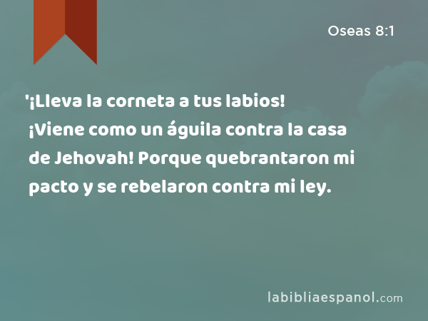 '¡Lleva la corneta a tus labios! ¡Viene como un águila contra la casa de Jehovah! Porque quebrantaron mi pacto y se rebelaron contra mi ley. - Oseas 8:1