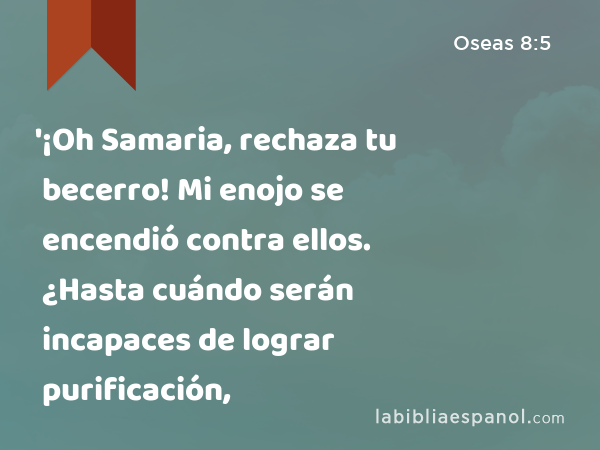 '¡Oh Samaria, rechaza tu becerro! Mi enojo se encendió contra ellos. ¿Hasta cuándo serán incapaces de lograr purificación, - Oseas 8:5