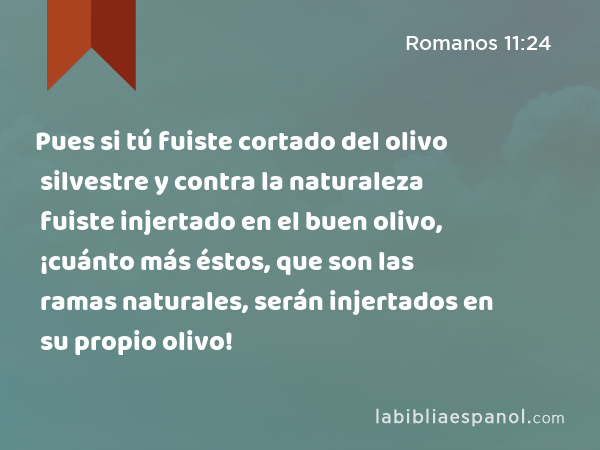 Pues si tú fuiste cortado del olivo silvestre y contra la naturaleza fuiste injertado en el buen olivo, ¡cuánto más éstos, que son las ramas naturales, serán injertados en su propio olivo! - Romanos 11:24