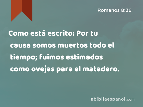 Como está escrito: Por tu causa somos muertos todo el tiempo; fuimos estimados como ovejas para el matadero. - Romanos 8:36