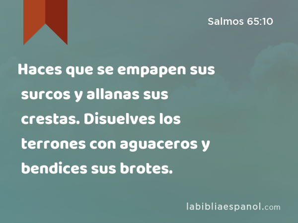 Haces que se empapen sus surcos y allanas sus crestas. Disuelves los terrones con aguaceros y bendices sus brotes. - Salmos 65:10